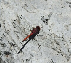 Trithemis lilacina