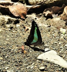 Graphium jugans kawaimitsuoi