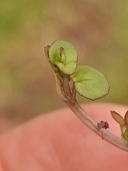 Epilobium nummulariifolium