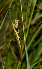 Tenodera angustipennis