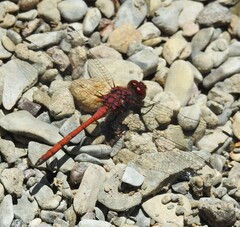 Trithemis lilacina