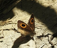 Ypthima aphnius
