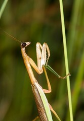 Tenodera angustipennis