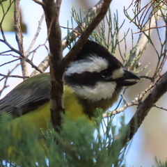 Falcunculus frontatus