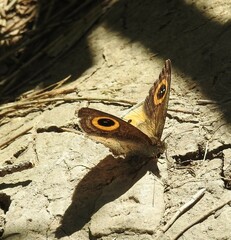 Ypthima aphnius
