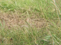 Calcarius lapponicus