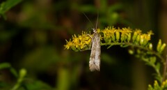 Nomophila nearctica