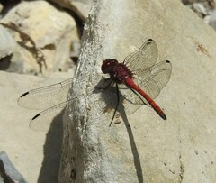 Trithemis lilacina