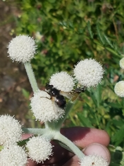 Sphenosciadium