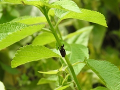 Ricaniidae