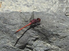 Trithemis lilacina