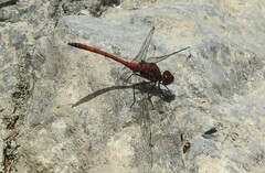 Trithemis lilacina