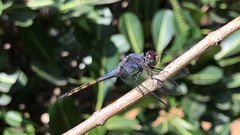 Potamarcha congener