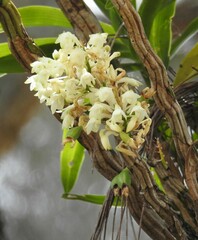 Dendrobium