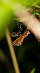 Papaipema impecuniosa