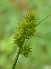 Carex arcta
