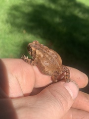 Anaxyrus americanus