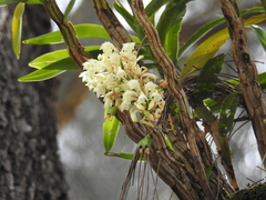 Dendrobium
