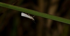 Microcrambus biguttellus