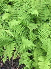 Thelypteris palustris pubescens