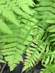 Thelypteris palustris pubescens