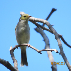 Ptilotula penicillata