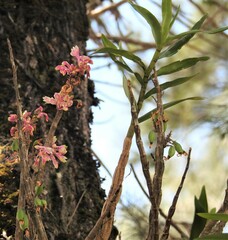 Dendrobium