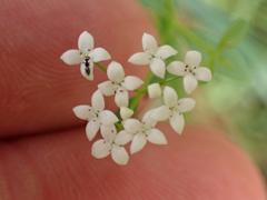 Galium trifidum
