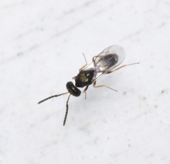 Pteromalidae