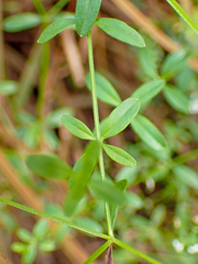 Galium trifidum