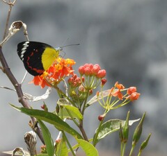 Delias timorensis