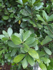 Corynocarpus laevigatus