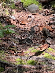 Crotalus horridus