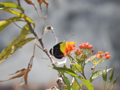 Delias timorensis