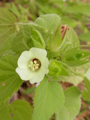 Pavonia senegalensis