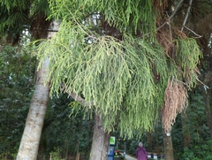 Dacrydium cupressinum