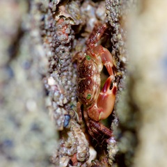 Pachygrapsus