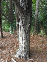 Dacrydium cupressinum