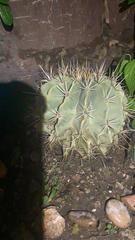 Ferocactus