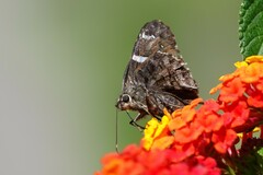 Codatractus arizonensis