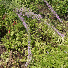 Liatris pycnostachya