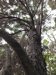 Dacrydium cupressinum