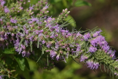 Liatris pycnostachya