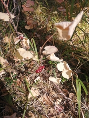 Ribes rubrum