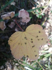 Ribes rubrum
