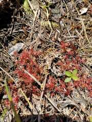Drosera intermedia