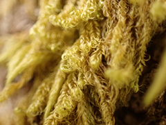 Hypnum circinale