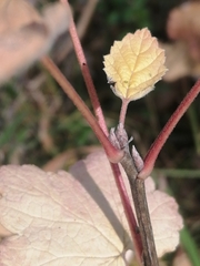 Ribes rubrum