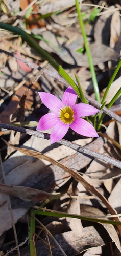 Romulea rosea iNat (1)