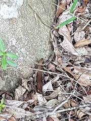 Sphenomorphus indicus